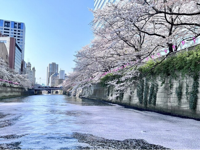 目黒川の水面に浮かぶ桜の花びら（花筏）