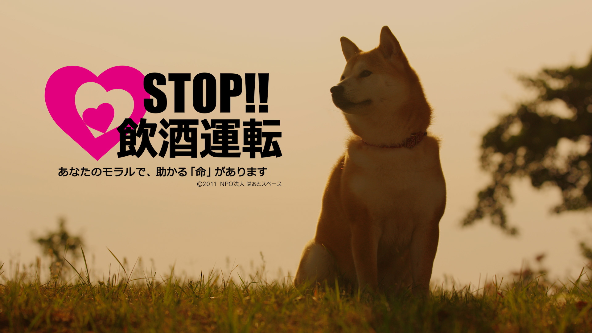 CMで人気の柴犬「こゆき」がモチーフの新商品！｜regatyのプレスリリース
