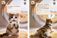 Meowster 最新アップデートまとめ｜「触れる・集める・ほめられる・応えてくれる」4つの新体験で、AI猫との毎日がもっと身近に