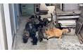 住民数を上回る猫たち―人口約60人の島で約80頭。移動手術車「おの猫号」が離島へ、官民連携による地域猫プロジェクト始動