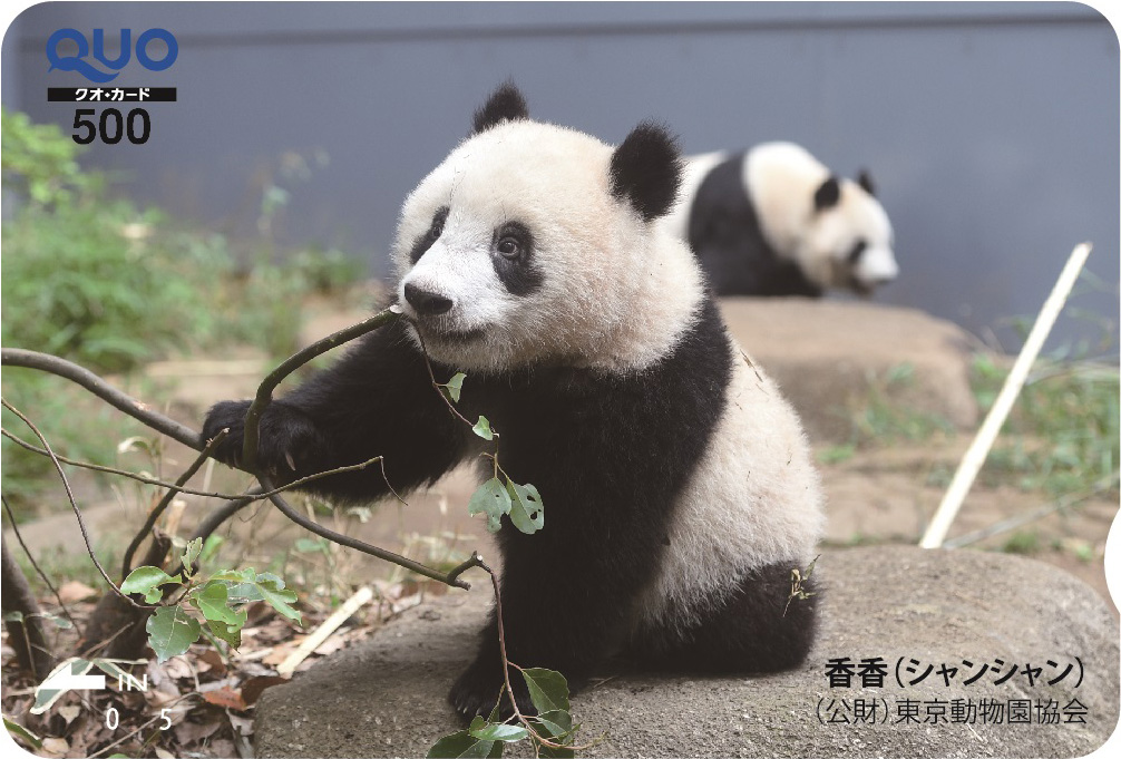 好評につき緊急発売！上野動物園のジャイアントパンダ