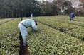 農業生産に由来する環境負荷の低減と水資源の保全を目的とした日本コカ・コーラと静岡県掛川市の活動が始動
