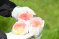 西日本最大の桃産地が迎える「熱い夏」
