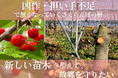【山形発】担い手不足と凶作で無くなっていくさくらんぼ。故郷の農業守るため、若きさくらんぼ農家がクラウドファンディングでプロジェクト開始。