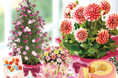 母の日に“選べる花ギフト”需要、昨年15,000鉢完売の花鉢シリーズを25種類に拡充【おいもや】