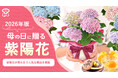 母の日なのに「カーネーションじゃない」？紫陽花が母の日で人気な理由