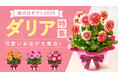「今年は特別だね！」と喜ばれる、母の日主役級お花のダリア