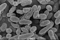 ヒト腸管由来のアッカーマンシア菌 「AKK PROBIO®」　　　　　世界で初めてFDA NDI通知手続きを完了