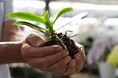 【胡蝶蘭専門店らんや】毎年人気の「植え替え講習会」と「グロワーズコンテスト」を2026年5月16日（土）・17日（日）の2日間で開催‼