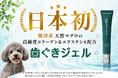 愛犬のオーラルケア、実は「歯」より「歯ぐき」が重要。歯科医×獣医開発の犬用口腔ジェルが「日本初*」に認定