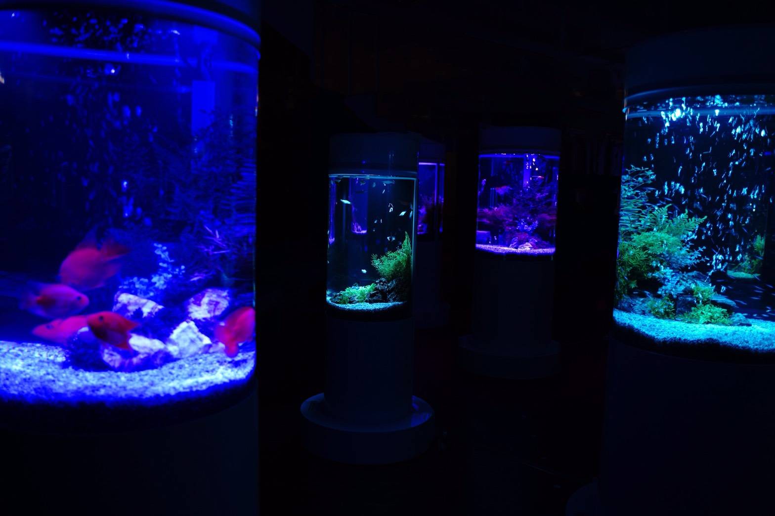 2 000匹の美しい魚を展示するカフェ型水族館 ジュエリーアクアリウム が公式youtubeチャンネルをオープン アイティベルのプレスリリース