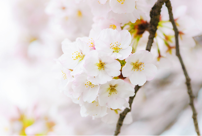 満開の桜をいち早くお届け 桜の花 エキス配合のフェイスマスク 21春限定ルルルン を数量限定で発売 株式会社グライド エンタープライズのプレスリリース