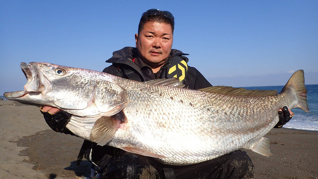 体長1 8m 宮崎サーフの怪魚 オオニベ 釣り ベテランオオニベハンターのシーガイア和食調理人が徹底ガイド フェニックス シーガイア リゾートのプレスリリース