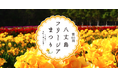 第60回目の記念すべき開催が決定！がんばろう！八丈島フリージアまつり