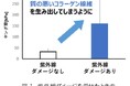 【ファンケル】紫外線ダメージを受けたコラーゲン細胞に「加水分解コラーゲン」や「ビタミンC誘導体」を加えることで本来の柔軟性を持つコラーゲン線維を生み出す効果を発見