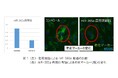 【ファンケル】マイクロRNAの一種であるmiR-365aに細胞老化抑制とコラーゲン・エラスチン産生促進作用を確認
