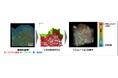 【ファンケル】肌のハリを左右していたのは「エラスチンの量」ではなく「つながり」だった！