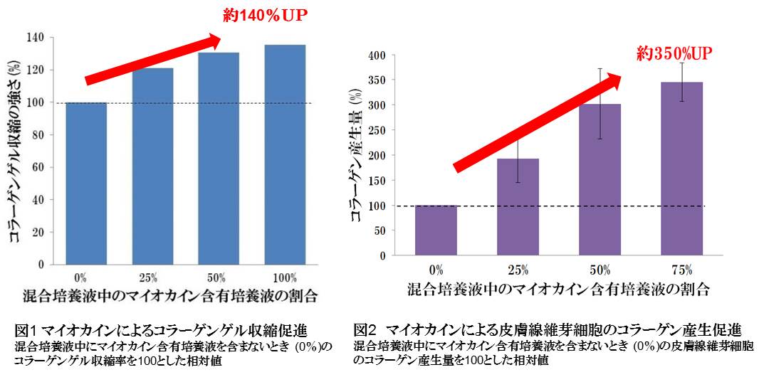 マイオカイン が精油の機能成分で分泌促進されることを発見 肌の弾力維持やコラーゲン産生促進に関わることも確認 株式会社ファンケルのプレスリリース