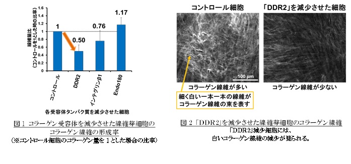 コラーゲン線維形成を最も促進するコラーゲン受容体 ｄｄｒ2 を発見 株式会社ファンケルのプレスリリース