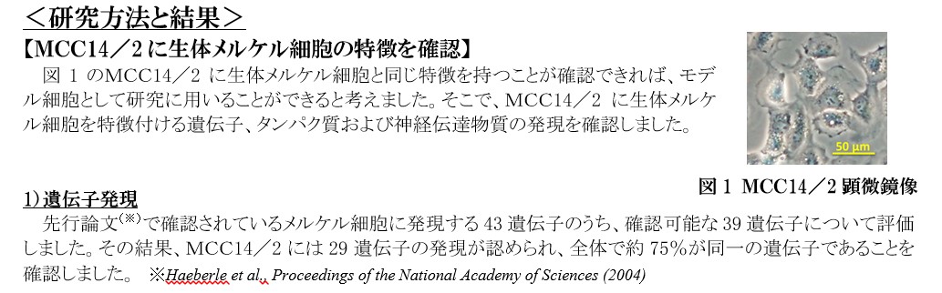 皮膚の触覚に係る メルケル細胞 の研究に着手 株式会社ファンケルのプレスリリース