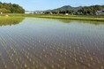 Green Days Japan、丹波篠山市でネオジャパン社員・家族による田植え体験を実施