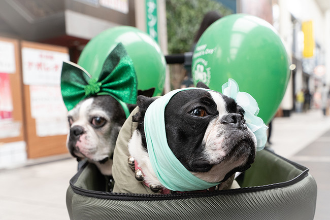 犬たちも緑色のものを身につけます。