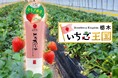 いちご王国・栃木県産『とちあいか』使用。ひと塗りで白肌（メイクアップ効果による）＆しっとり保湿のハンドクリームを老舗酒蔵から発売！