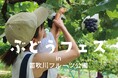 【ぶどうフェスin笛吹川フルーツ公園】山梨の美味しいぶどうを堪能