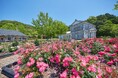 開園25周年の淡路島「イングランドの丘」で110種約680本のバラが見頃！多摩動物公園から来園のコアラ「こまち」の一般公開も開始