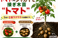 “これ、本当にトマト！？”話題の「ポマト（ジャガトマ）」が横浜に登場。横浜グリーンファームで見て・食べて・体験する「トマトフェス2026」開催！