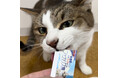 200アイテムを超える2024年秋新商品を発表!俳優であり愛犬家でもある「藤岡弘、」×株式会社ペティオ 代表取締役社長 山田武史の対談も実現。ペットの食と健康について本気で語り合う