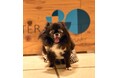 横浜ベイクォーター 第20代マスコット犬を発表　狆チワの「まるちゃん」がグランプリに決定！