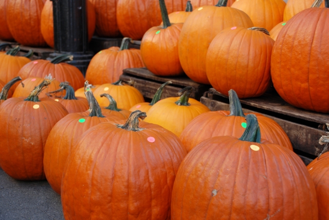 かぼちゃの即売会「パンプキンパッチ」は秋シーズンにアメリカ各地で行われる