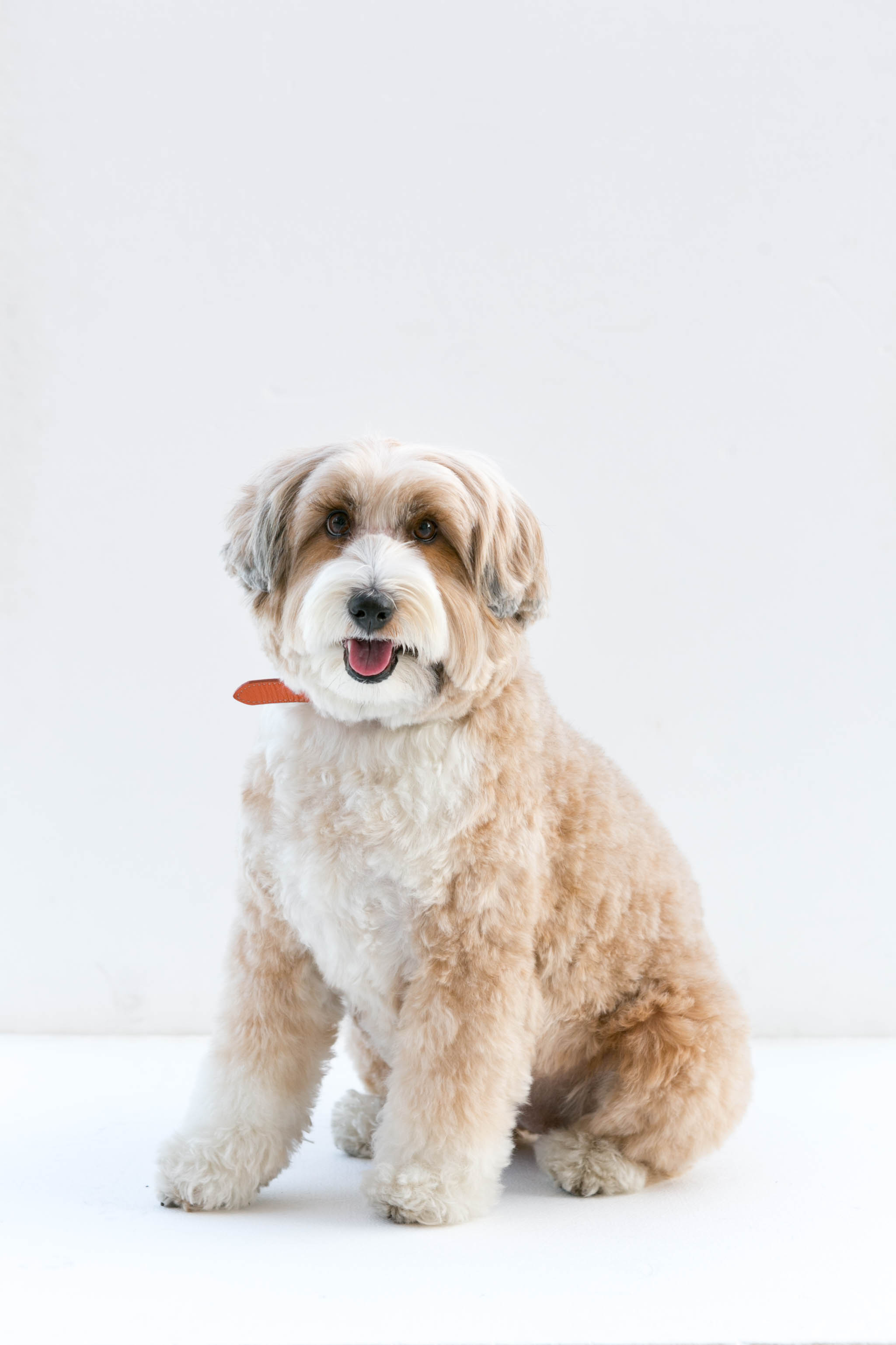 横浜ベイクォーター 犬と飼い主のための祭典 Bay Dog Festa 18 第12代マスコット犬はチべタンテリアの ペルル ちゃんに決定 横浜 ダイヤビルマネジメント株式会社のプレスリリース
