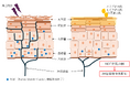 頭皮かゆみを抑制する成分を発見!