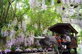 ビオスの丘 らんの花祭り うりずん2026「らんの舞」
