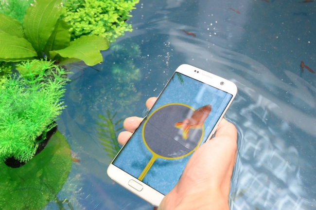 ＜デジタル金魚すくい＞ Galaxy S7 edgeの防水機能を体験