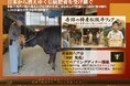 日本から消えゆく伝統肥育を未来へ