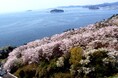 三河湾360度の大パノラマに、春が咲く。天下の絶景ホテル東海園「桜ウィーク」3/20～4/5開催