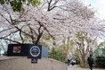 「御殿山さくらまつり2025」3/17(月)~4/6(日)開催