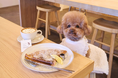 フォロワー1万人達成！「東京DOG SPOT」本格始動——神奈川版と合わせて500店舗以上を紹介する愛犬おでかけメディアへ