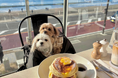 フォロワー2.6万人超！神奈川の“愛犬と行けるお店”を発信するInstagramアカウント「神奈川DOG SPOT」を紹介