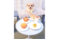 国産無添加トリーツ「Barky Bites」、生マフィン専門店「muf 生マフィンと時々、お花。」にてお取り扱い開始