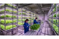 Batten Beans、創業7周年を機にアグリテック領域へ本格参入！タイを起点に次世代型植物工場プロジェクトを始動