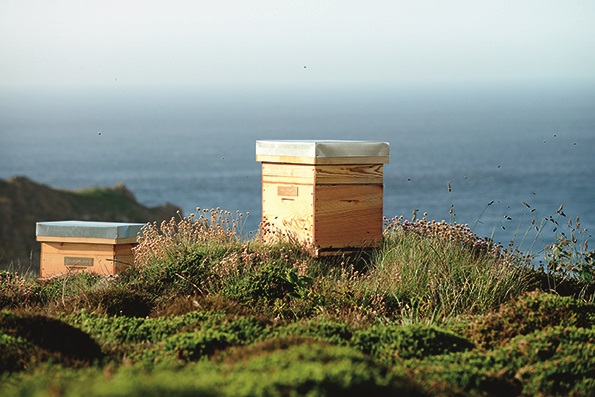 ゲラン スキンケア 「アベイユ ロイヤル」蜂蜜のパワーを活かしたエイジングケア クリームが進化 アベイユ ロイヤル クリーム3種、2016年9