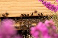 GUERLAIN WOMEN FOR BEES:女性養蜂家育成プログラム 2025年 募集開始のお知らせ