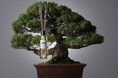 日本の美意識に基づく盆栽フレグランス WABIMA 空間ディフューザーを展開