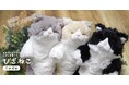 【癒し系ぬいぐるみ】すやすやと眠っている姿が大人気のひざねこにSサイズが登場!
