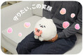 【『ポメトーン』ぬいぐるみ】がヴィレヴァンオンラインに登場！
