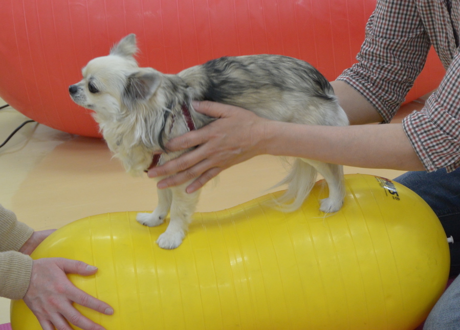 ペット高齢化社会到来 愛犬の健康寿命を延ばすためのホームケア講座が新開講 家庭でできる最先端のドッグエクササイズ を全国で学べます 一般社団法人アニマルライフパートナーズ協会のプレスリリース